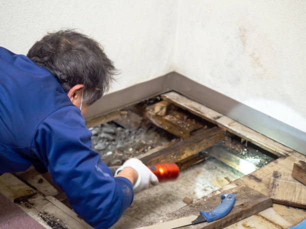 Best Crawl Space Mold Remediation in Vandalia, MO