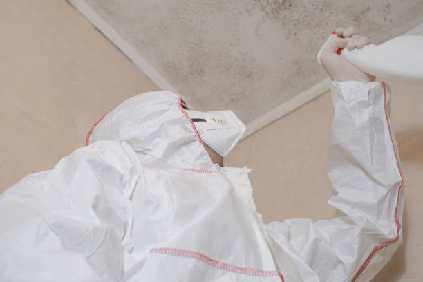 Best Residential Mold Remediation in Vandalia, MO