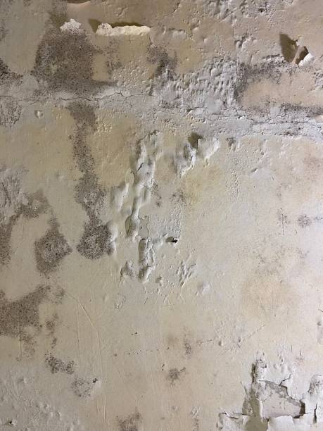 Best Emergency Mold Remediation in Vandalia, MO