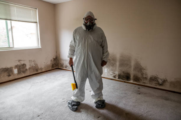 Best Attic Mold Remediation in Vandalia, MO