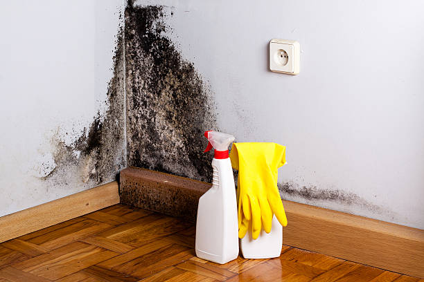 Best DIY Mold Remediation Support Services in Vandalia, MO