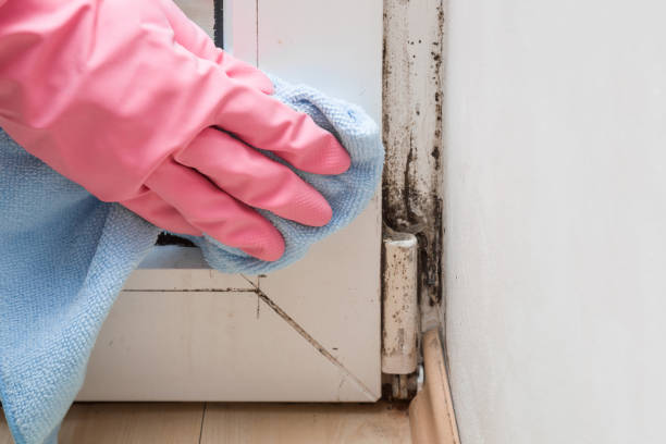 Best Health and Safety Mold Remediation in Vandalia, MO